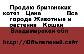 Продаю британских котят › Цена ­ 30 000 - Все города Животные и растения » Кошки   . Владимирская обл.